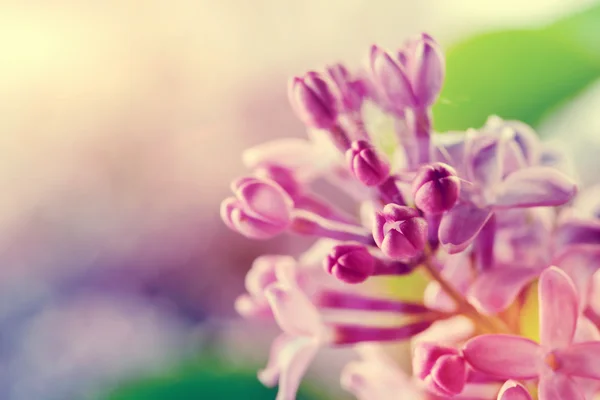 Purple spring lilac flowers blooming — Stock Photo, Image