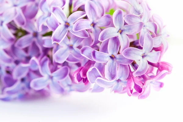 Paarse voorjaar lila bloemen bloeien. — Stockfoto