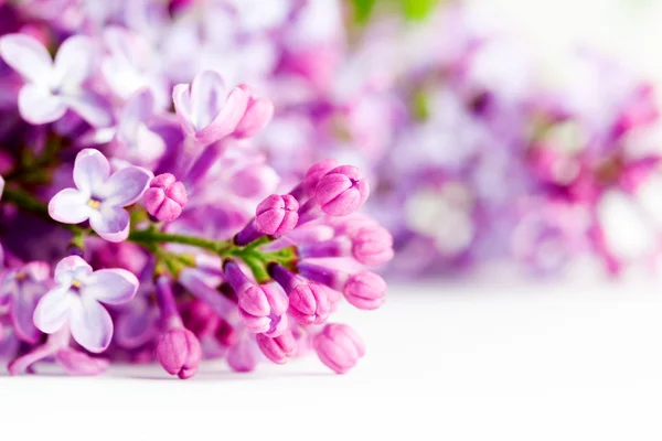 Young spring lilac flowers blooming. — Stock Photo, Image