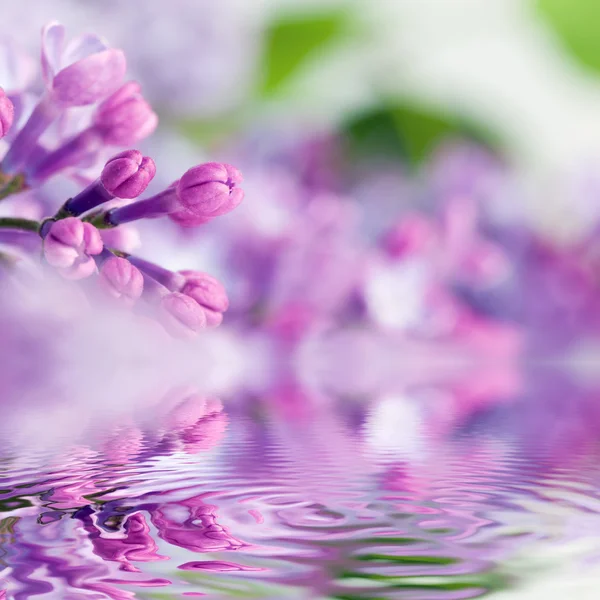 Purple spring lilac flowers — Stock Photo, Image