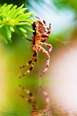 European garden spider clipart