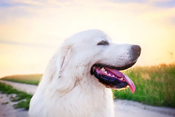 Perro pastor polaco Tatra — Foto de Stock