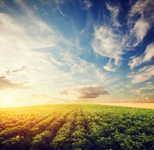 Potato crop field at sunset.