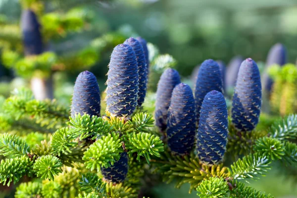 Caucasian fir tree cones close-up. Stock Picture