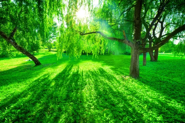 Green summer park. — Stock Photo, Image