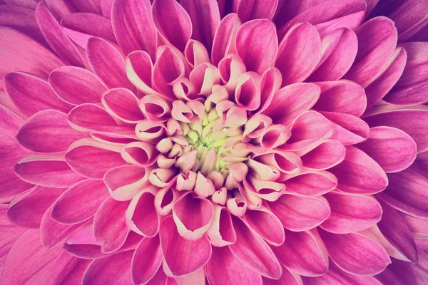 Dahlia blomma kronblad mönster närbild — Stockfoto