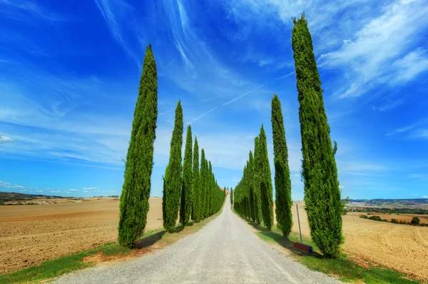 Estrada de ciprestes na Toscana, Itália — Fotografia de Stock