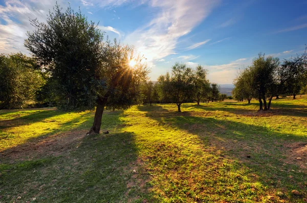 Оливкові дерева в Тоскані. — стокове фото