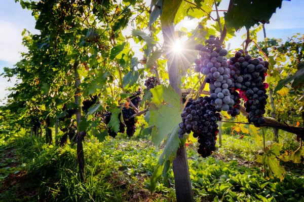 Reife Weintrauben an Weinreben in der Toskana, Italien. — Stockfoto