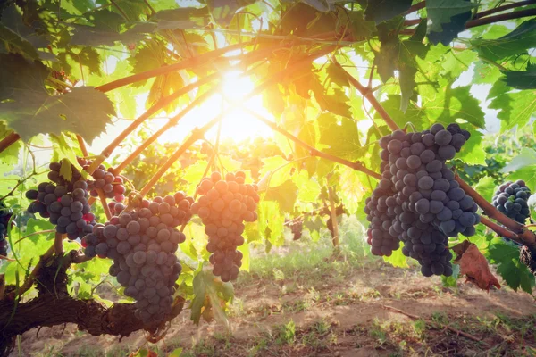 Винний виноград на лозах — стокове фото