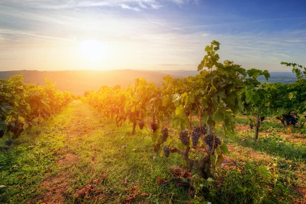 Ripe grapes at sunset — Stock Photo, Image