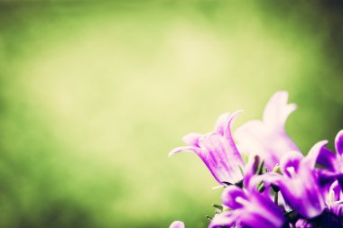Fresh purple flowers clipart