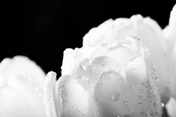 Fresh white tulip with water drops — Stock Photo, Image