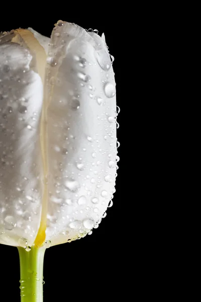 Tulipán blanco fresco con gotas de agua — Foto de Stock