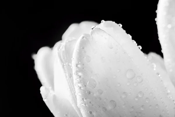 Frische weiße Tulpe mit Wassertropfen — Stockfoto