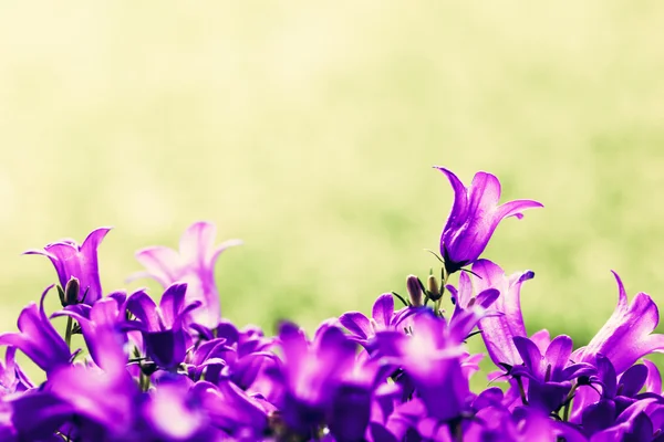 Frische lila Blüten — Stockfoto