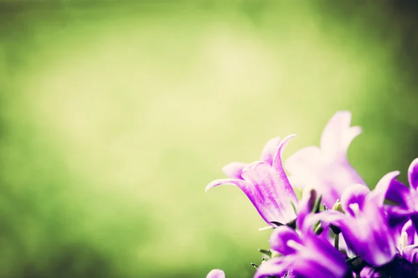 Fresh purple flowers — Stock Photo, Image