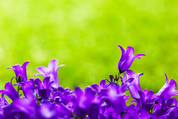 Fresh purple flowers — Stock Photo, Image