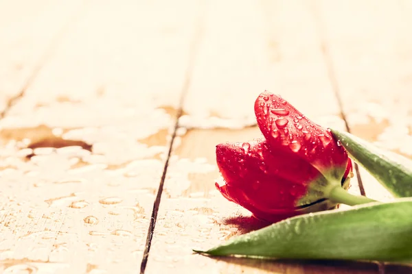 Frische rote Tulpenblume auf Holz — Stockfoto