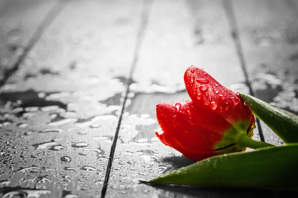 Frische rote Tulpenblume auf Holz — Stockfoto