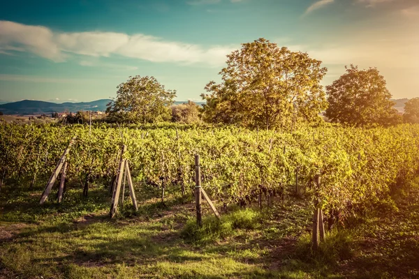 Vineyard in Tuscany at sunset — Stock Photo, Image