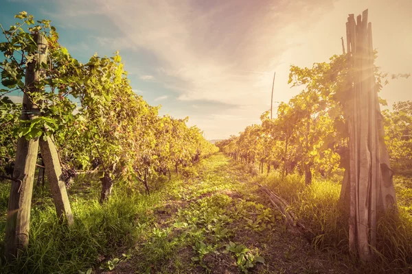 Vineyard in Tuscany at sunset — Stock Photo, Image