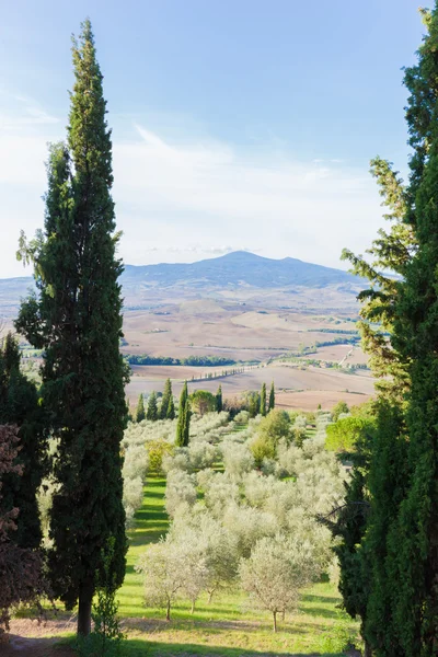 Тосканский пейзаж с кипарисами — стоковое фото