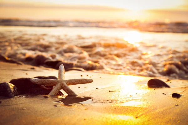 Starfish na praia ao pôr-do-sol — Fotografia de Stock