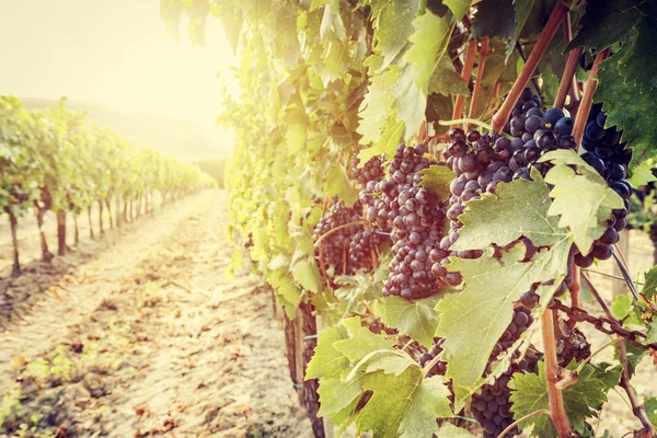Ripe wine grapes on vines — Stock Photo, Image