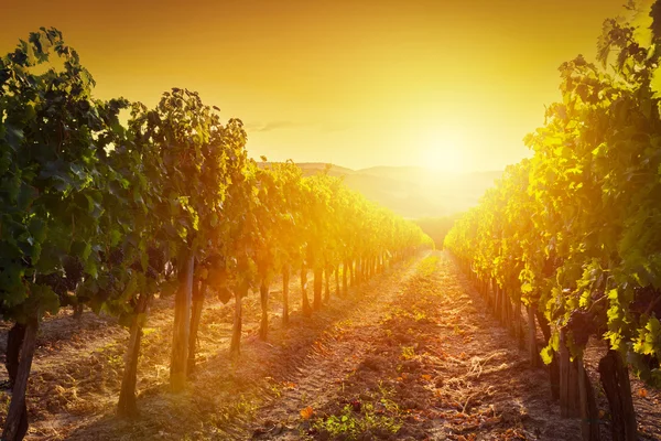 Paesaggio viticolo in Toscana — Foto Stock