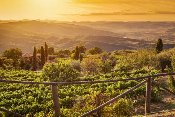 Vineyard landscape in Tuscany — Stock Photo, Image