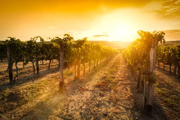 Vingård i Toscana vid solnedgången — Stockfoto