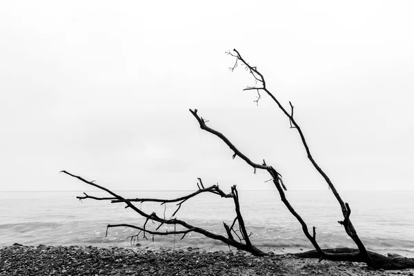 Сломанные ветви деревьев на пляже — стоковое фото