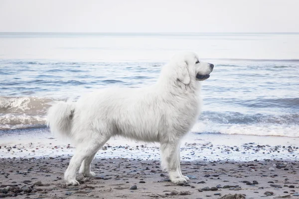 波兰语 tatra 牧羊犬 — 图库照片