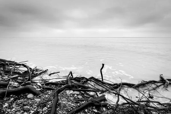 Rami di alberi rotti sulla spiaggia — Foto Stock