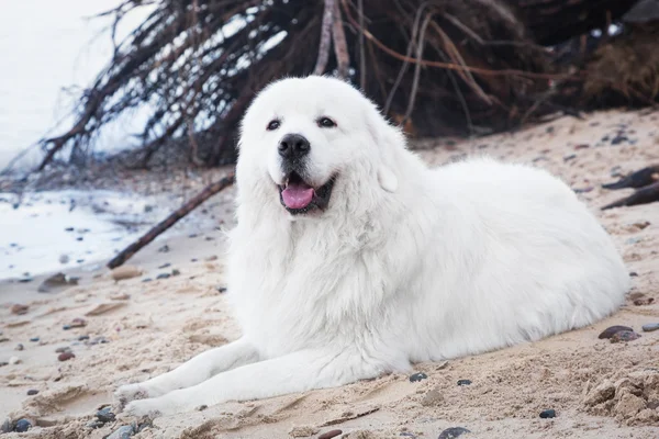 波兰语 tatra 牧羊犬 — 图库照片