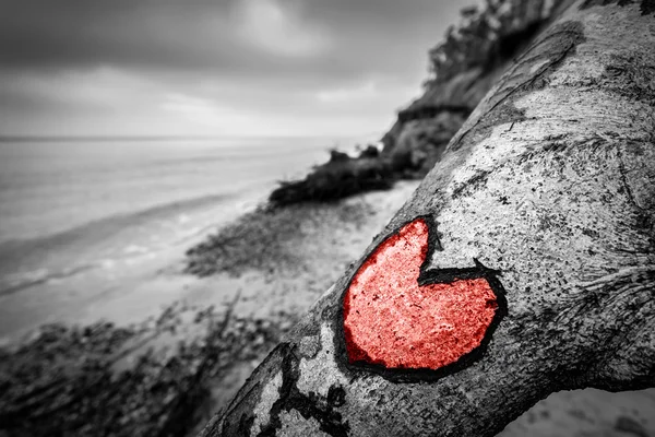 Heart carved into fallen tree trunk — Stock Photo, Image