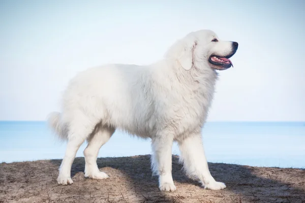 Polonês tatra sheepdog — Fotografia de Stock