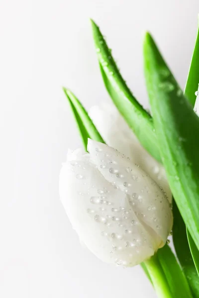 Frische weiße Tulpe mit Wassertropfen — Stockfoto