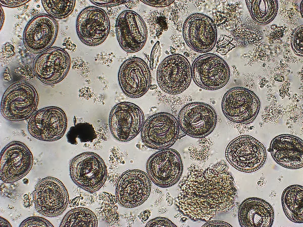 Личинки Toxocara cati L-2 в яичном микроскопе — стоковое фото