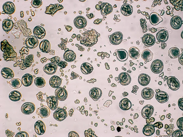 Toxocara canis embryonated ägg med larv — Stockfoto