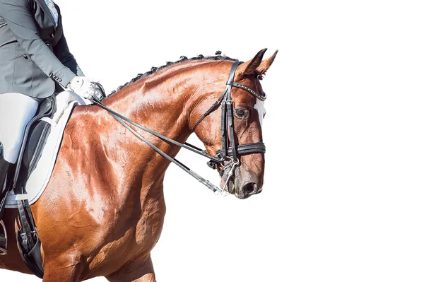 Bay horse: dressage - with clipping path — Stock Photo, Image