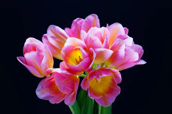 Mooie Roze Tulpen Zwarte Achtergrond Bloemen Planten — Stockfoto