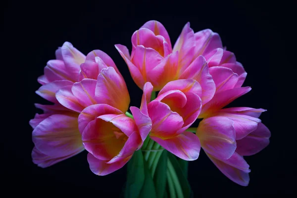 黑色背景上可爱的粉红郁金香 花朵和植物 图库图片