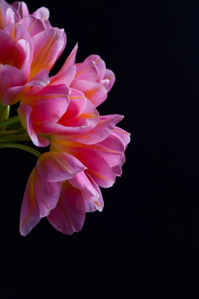 Милі Рожеві Тюльпани Чорному Тлі Квіти Рослини Стокове Зображення