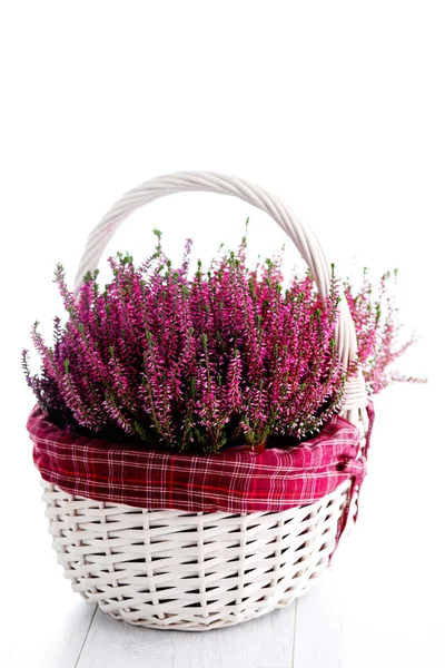 Basket full of heather — Stock Photo, Image