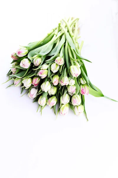 群的美丽的郁金香 — 图库照片