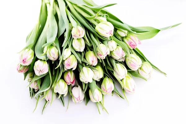 Bunch of beautiful tulips — Stock Photo, Image