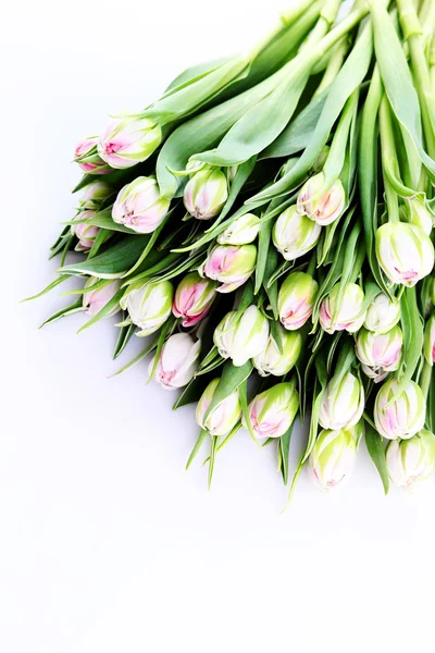 Bande de belles tulipes — Photo