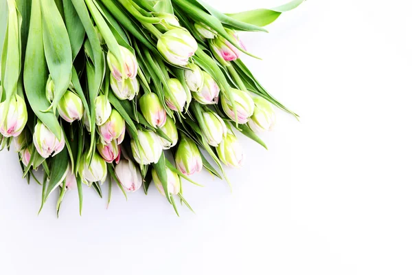 Bando de belas tulipas — Fotografia de Stock